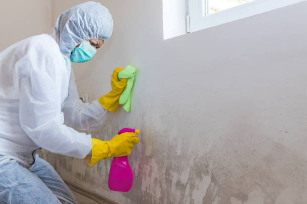 Mold Documentation for Insurance Claims in Gang Mills, NY